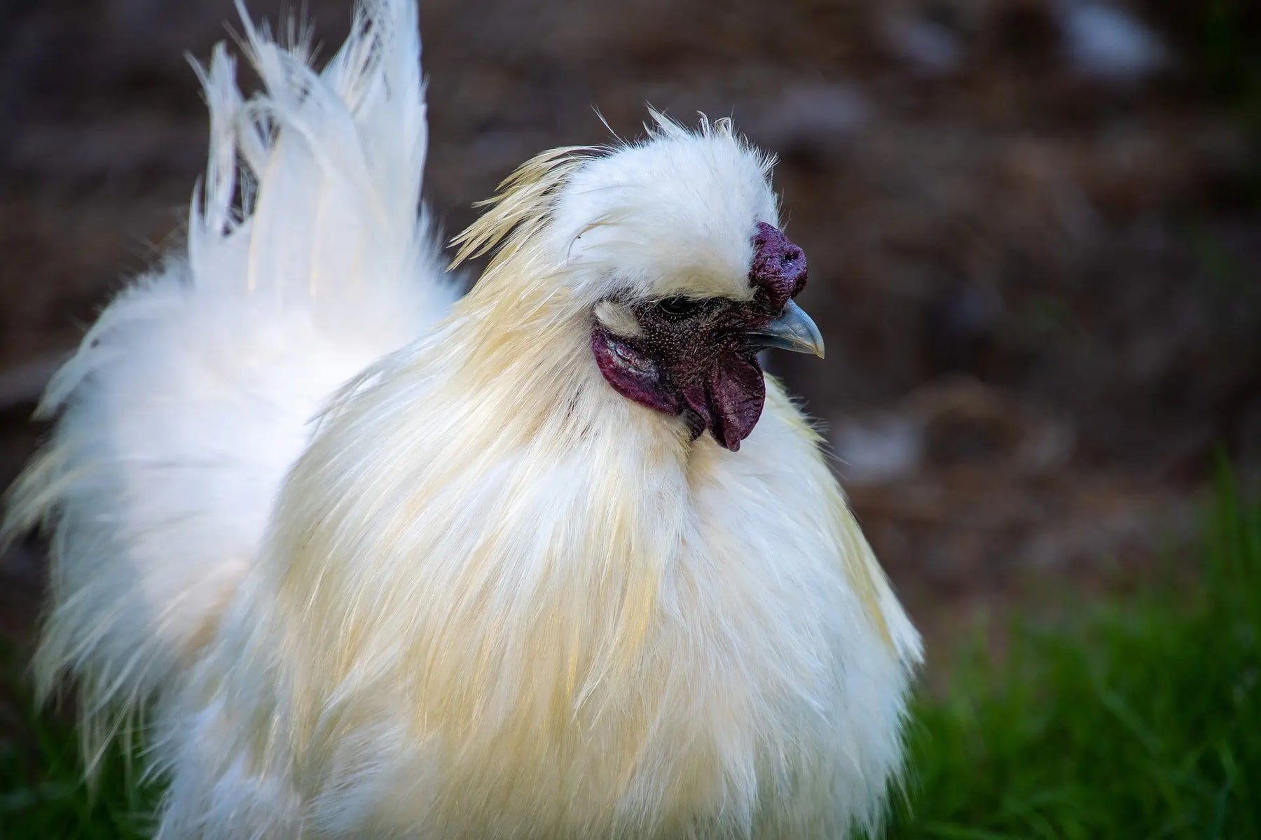 Leuke kleine kippenrassen voor in de tuin