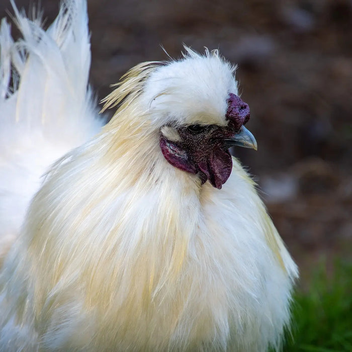 Leuke kleine kippenrassen voor in de tuin