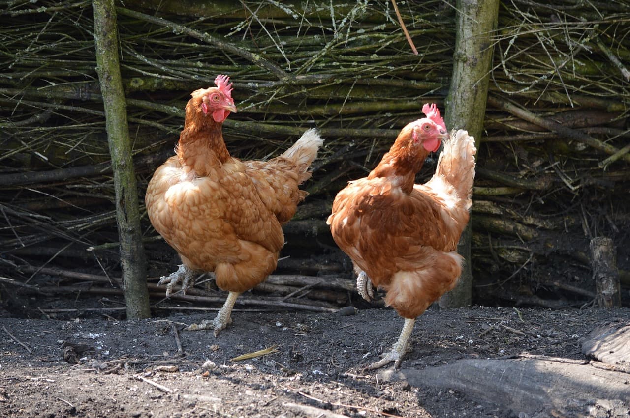 Kalkpoten bij kippen behandelen