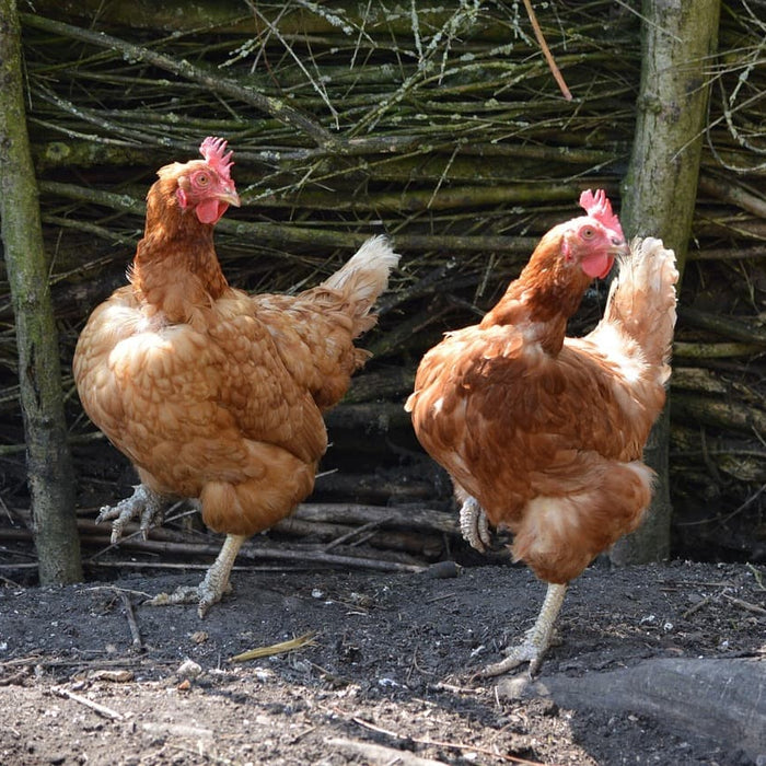 Kalkpoten bij kippen behandelen